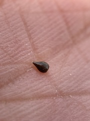 Cryptantha milobakeri