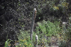 Espostoa melanostele