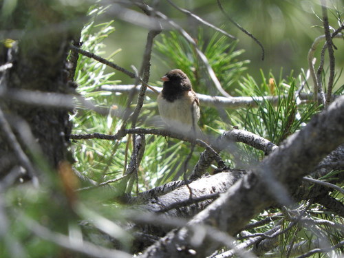 iNaturalist observation photo of Dark-eyed Junco
