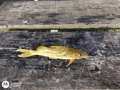 Pimelodus maculatus