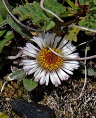 Erigeron myosotis