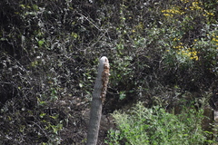 Espostoa melanostele