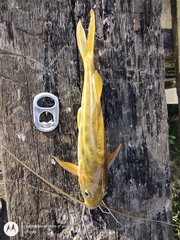 Pimelodus maculatus