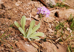 Primula specuicola