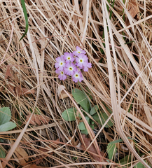 Primula specuicola