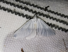 Lithostege duponcheli