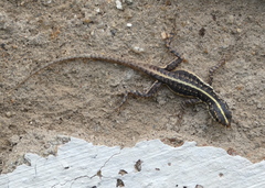 Tropidurus semitaeniatus