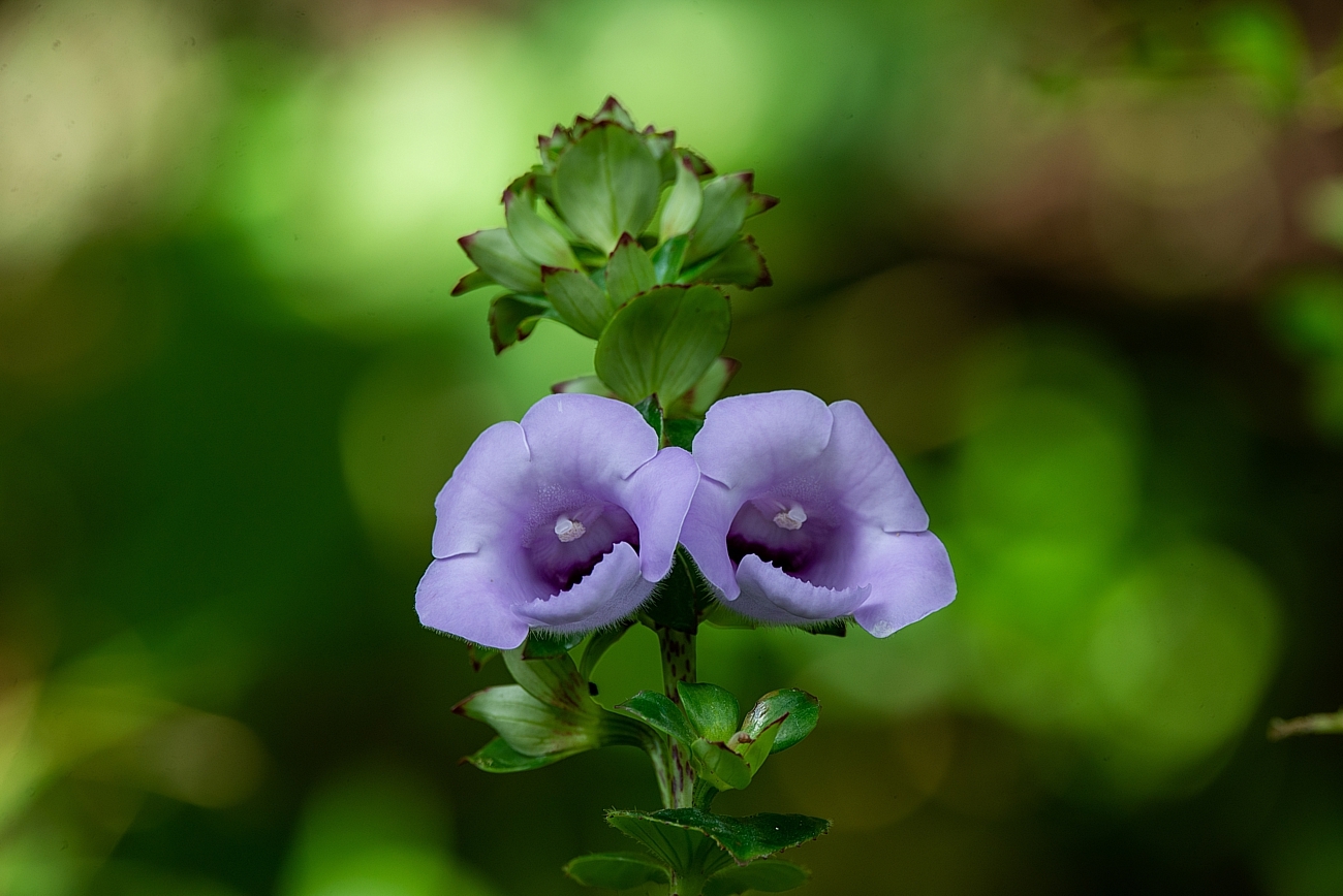 Gloxinia perennis