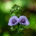 Gloxinia perennis - Photo (c) Luciano Bernardes, some rights reserved (CC BY-NC), uploaded by Luciano Bernardes