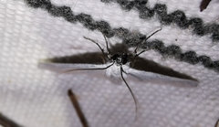 Lithostege duponcheli