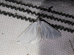 Lithostege duponcheli