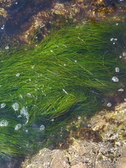 Zosteraceae