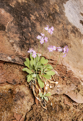 Primula specuicola