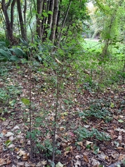 Plagianthus regius