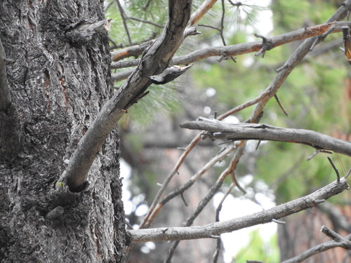 iNaturalist observation photo of White-breasted Nuthatch