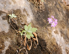 Primula specuicola