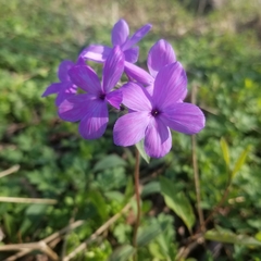 Phlox stolonifera