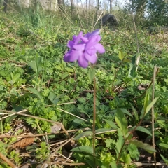 Phlox stolonifera