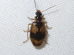 Lebia fuscata
