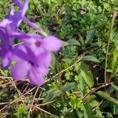 Phlox stolonifera