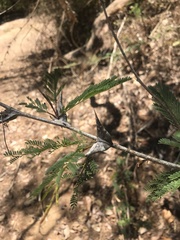Vachellia hindsii