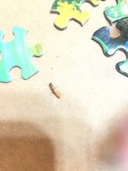 Coptotermes formosanus