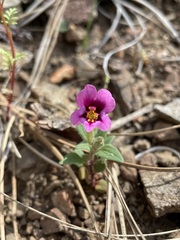 Diplacus kelloggii
