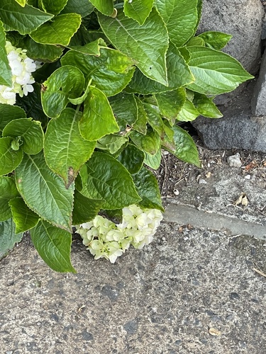 Hydrangeaceae image