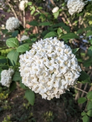 Viburnum carlcephalum
