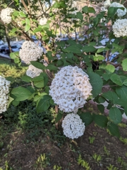 Viburnum carlcephalum