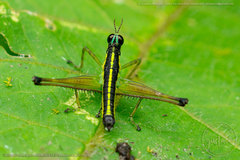 Paramastax cordillerae