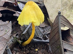 Leucocoprinus birnbaumii