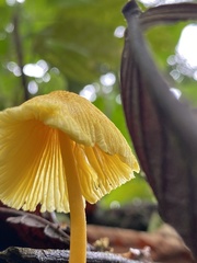 Leucocoprinus birnbaumii
