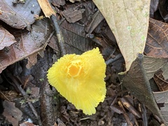 Leucocoprinus birnbaumii