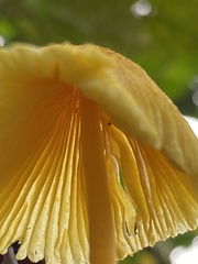 Leucocoprinus birnbaumii