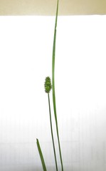 Carex cephalophora