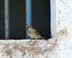 Passer domesticus