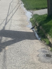 Turdus migratorius