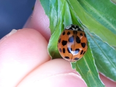 Harmonia axyridis