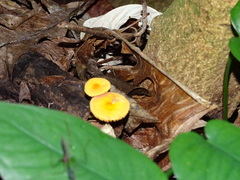 Tricholomopsis aurea