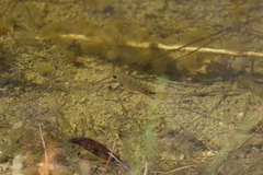 Mayaheros urophthalmus