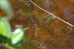 Mayaheros urophthalmus