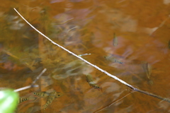 Mayaheros urophthalmus