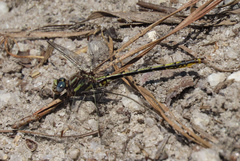 Phanogomphus diminutus