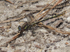 Phanogomphus diminutus