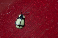 Alagoasa libentina