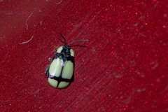 Alagoasa libentina
