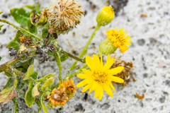 Heterotheca subaxillaris