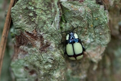 Alagoasa libentina