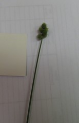 Carex cristatella